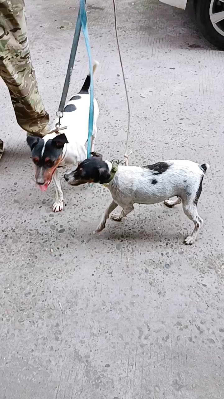 太仓猎犬,猎性杠杠的