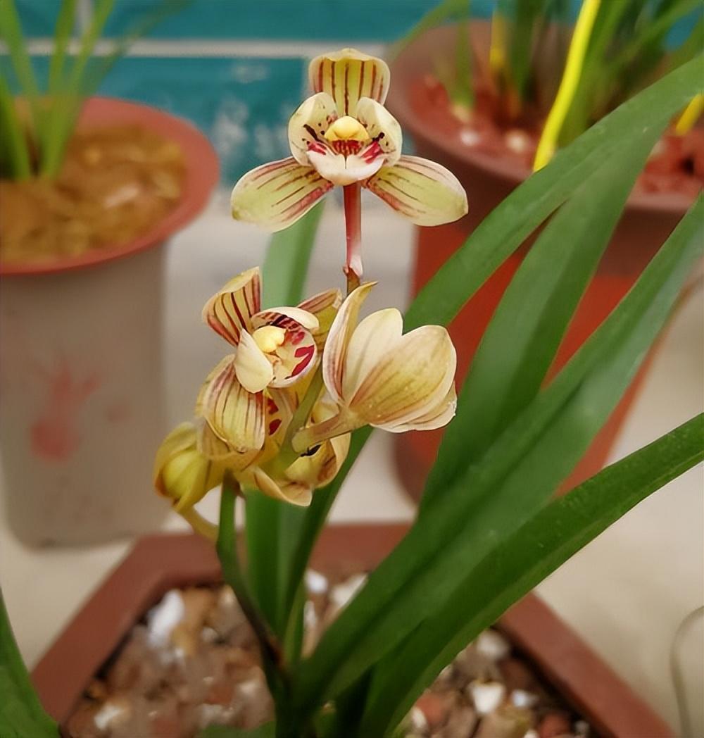 懂兰花的人,家里必定有一盆"金荷",勤花勤草香味浓,很上档次