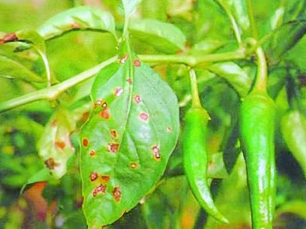 辣椒疮痂病有哪些症状表现?如何防治?