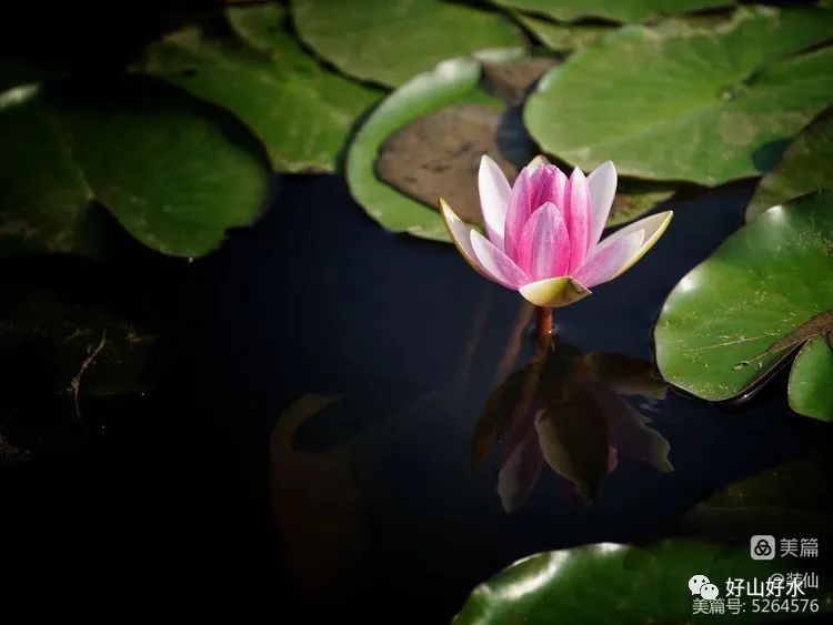 幽艳枕水眠,鹭影舞翩跹|庄莉红