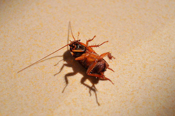 正确认识蟑螂的危害,防治技巧大揭秘,告别害虫困扰!