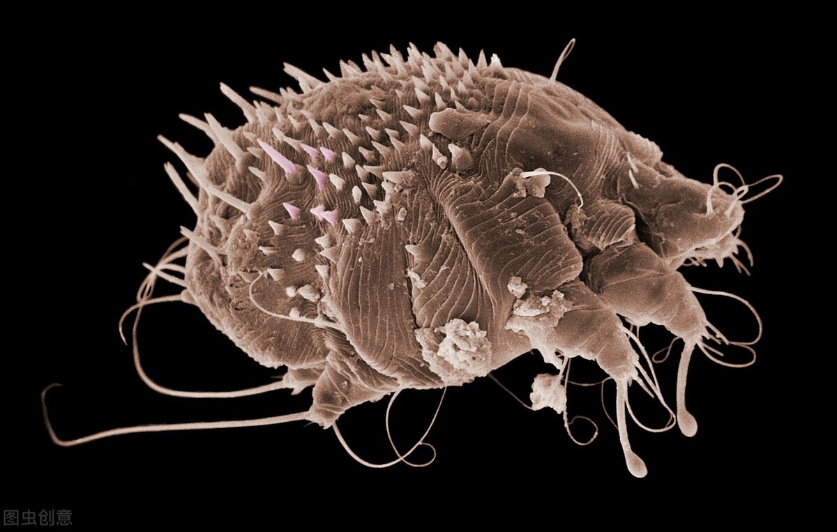 让人头皮发麻的疥螨,到底是咋来的?4种传播途径,男女可要注意