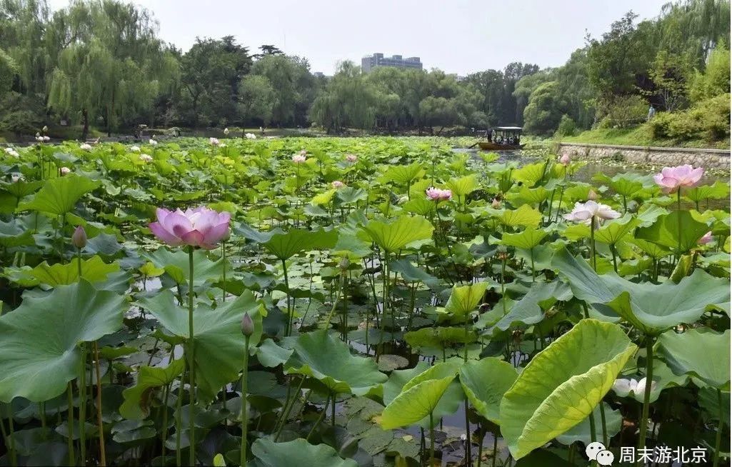 紫竹院公園鮮花盛開荷花正豔,關鍵還免費!