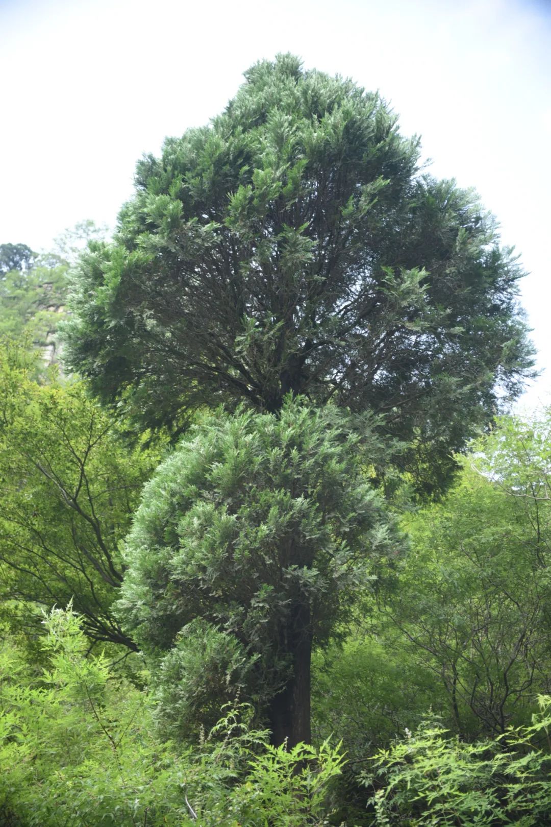 柏科植物——侧柏叶