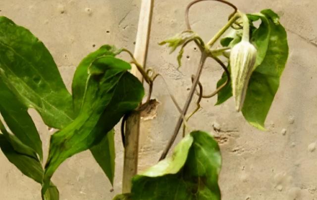 铁线莲白绢病和立枯病的识别,治疗