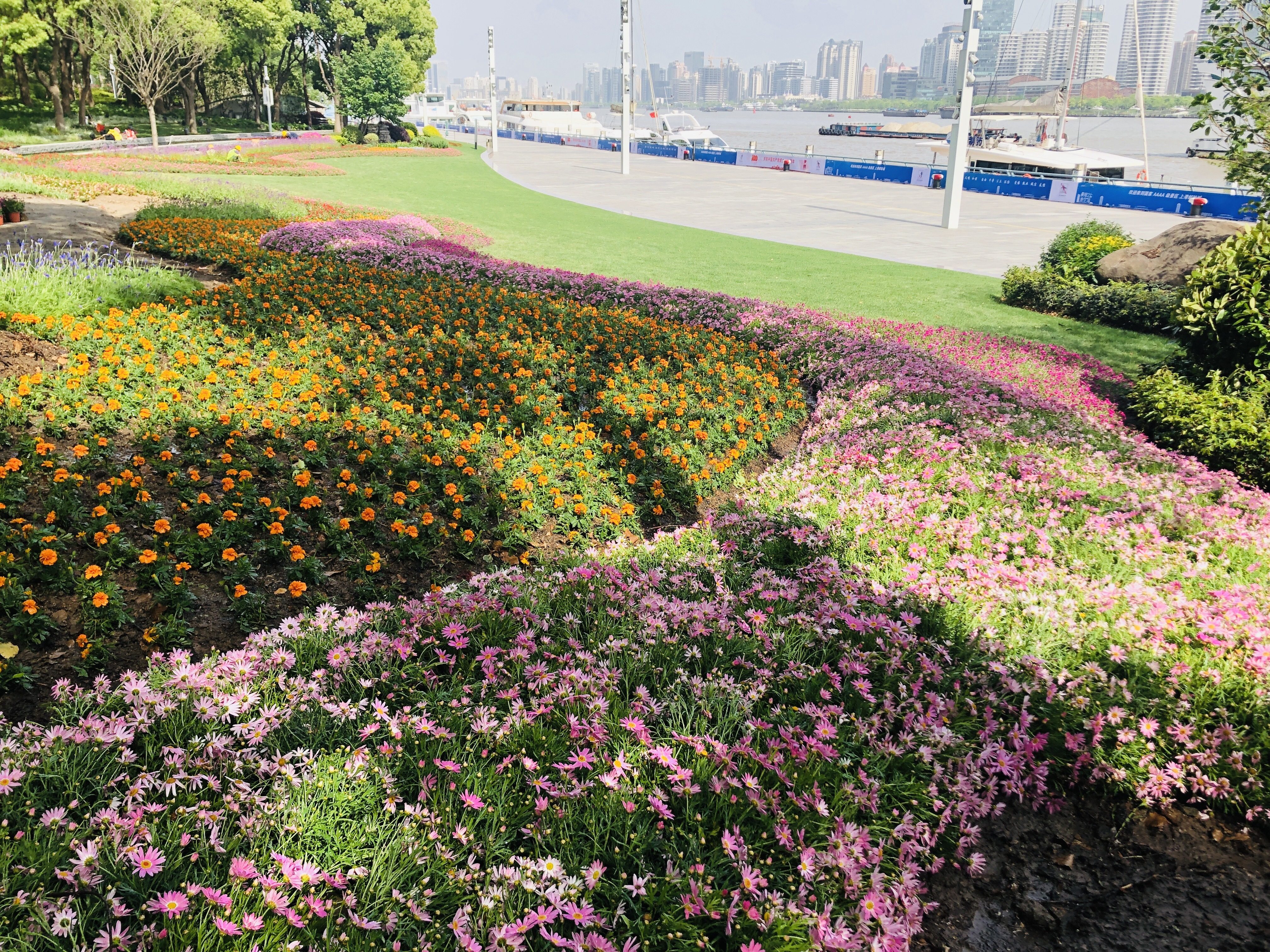 五一期间彩色花带初现北外滩