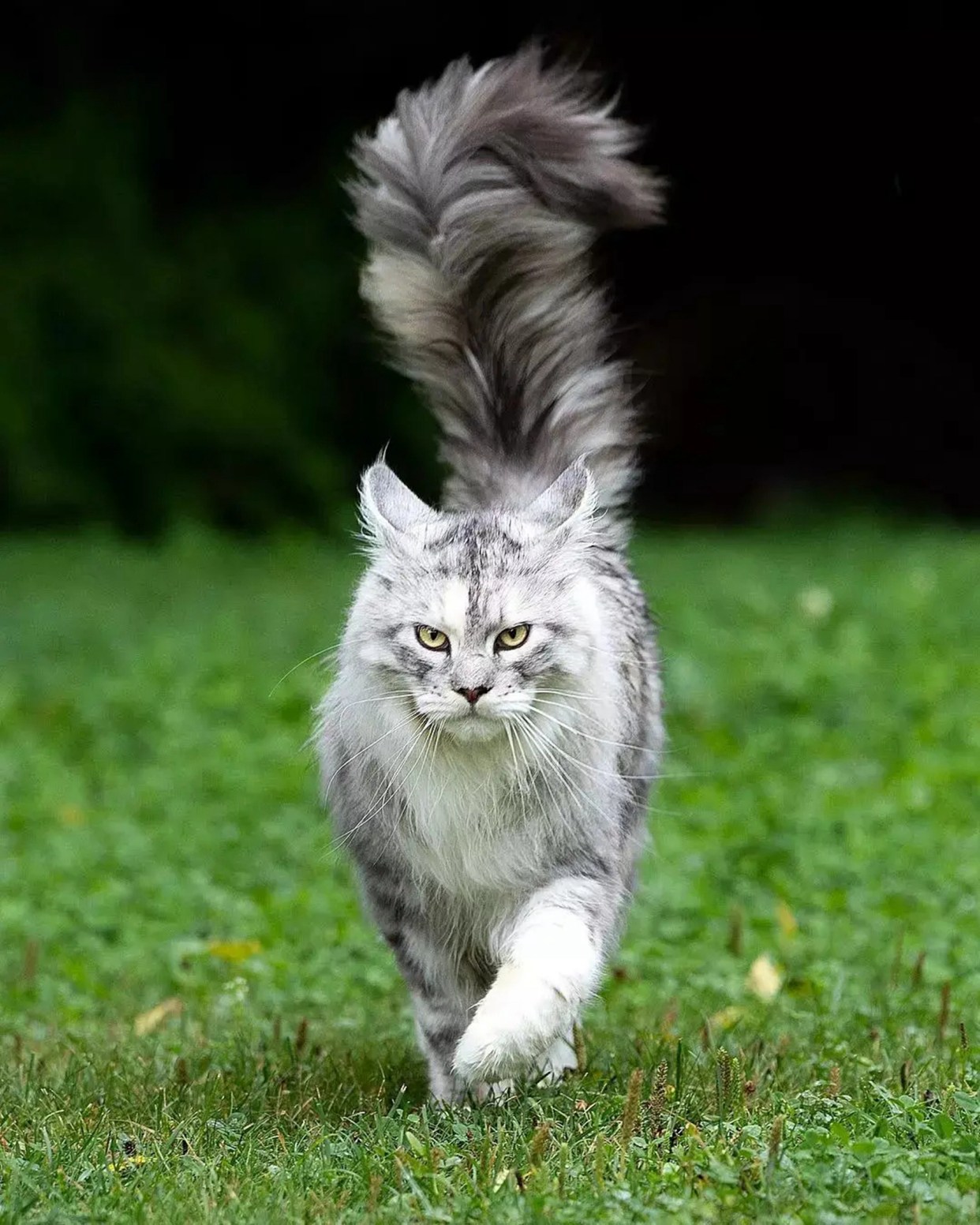 长毛猫是什么品种?