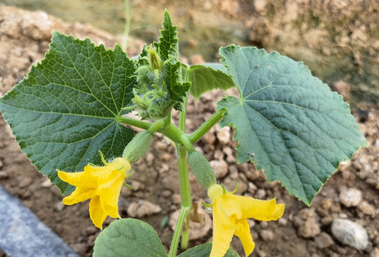 黄瓜"花打顶"的原因及防治技术