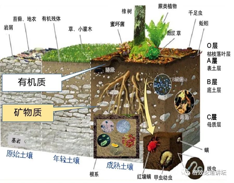 土壤微生物示意图图片