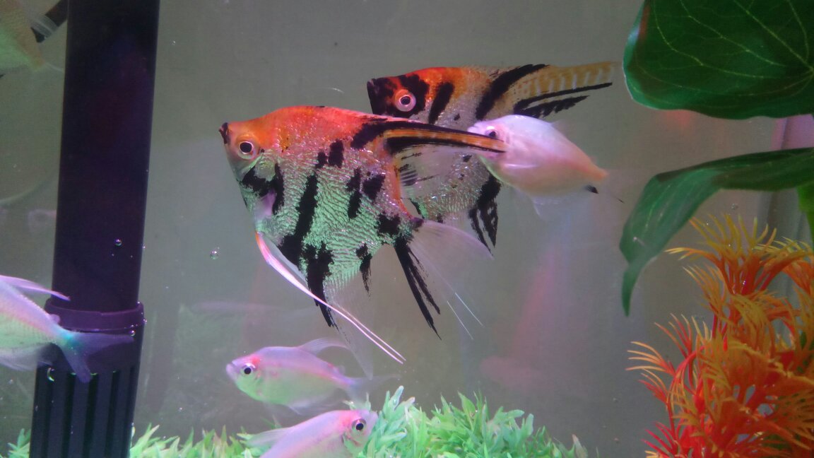 抖音小店观赏鱼怎么报白?观赏鱼,龟鳖报白具体如何操作?