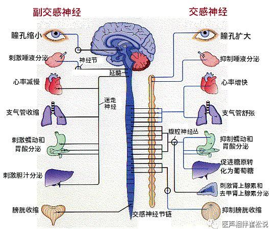 什么是自主神经功能紊乱?