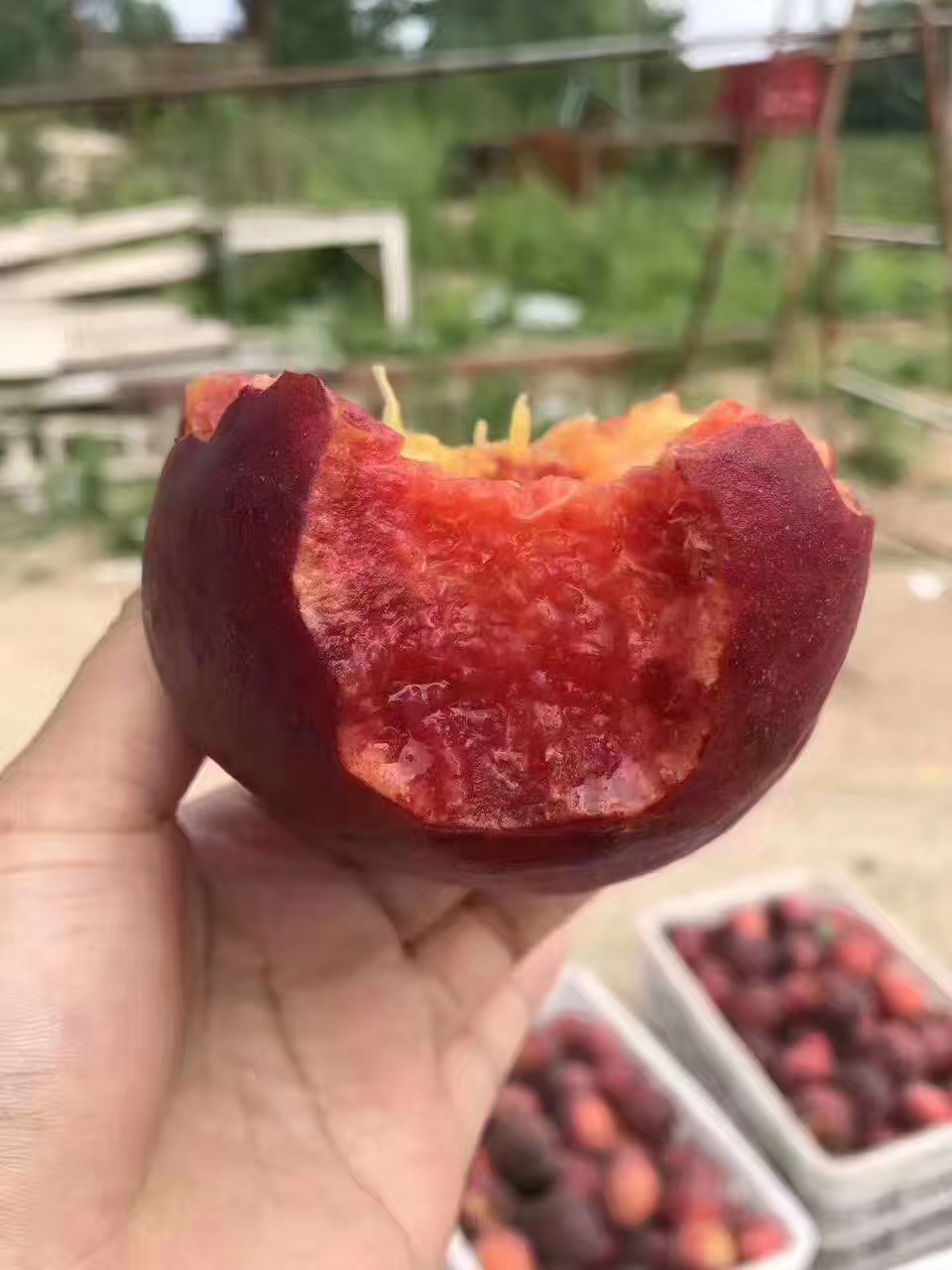 想种果树的可以试试"黑桃皇后"果实味道甜美,种植简单还易成活