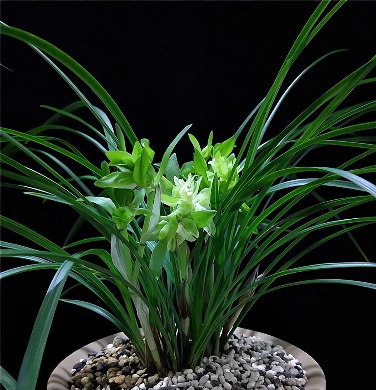 它是春兰"香花之王",兰香浓郁,花型独特,值得花友们养护