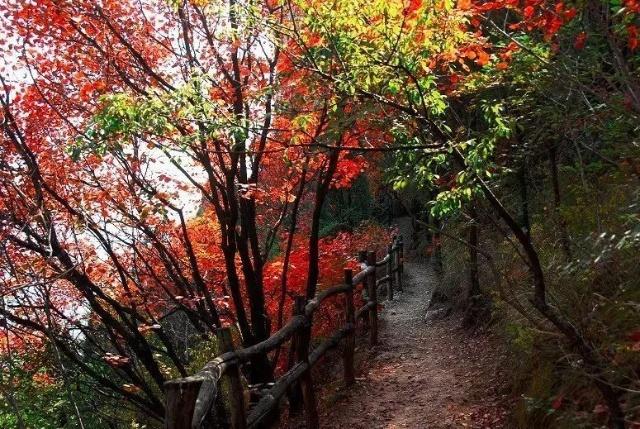 山東值得去的4a景區,森林覆蓋率較高,被譽為