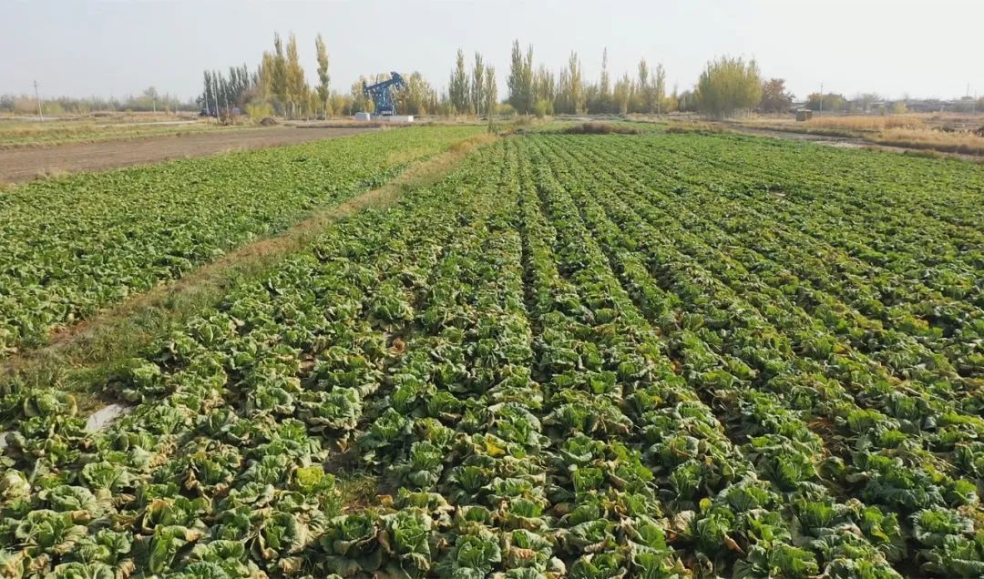 「走进乡村看小康」焉耆大白菜喜获丰收