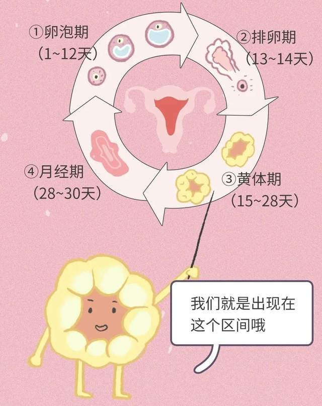 排卵后能运动吗?小心黄体破裂