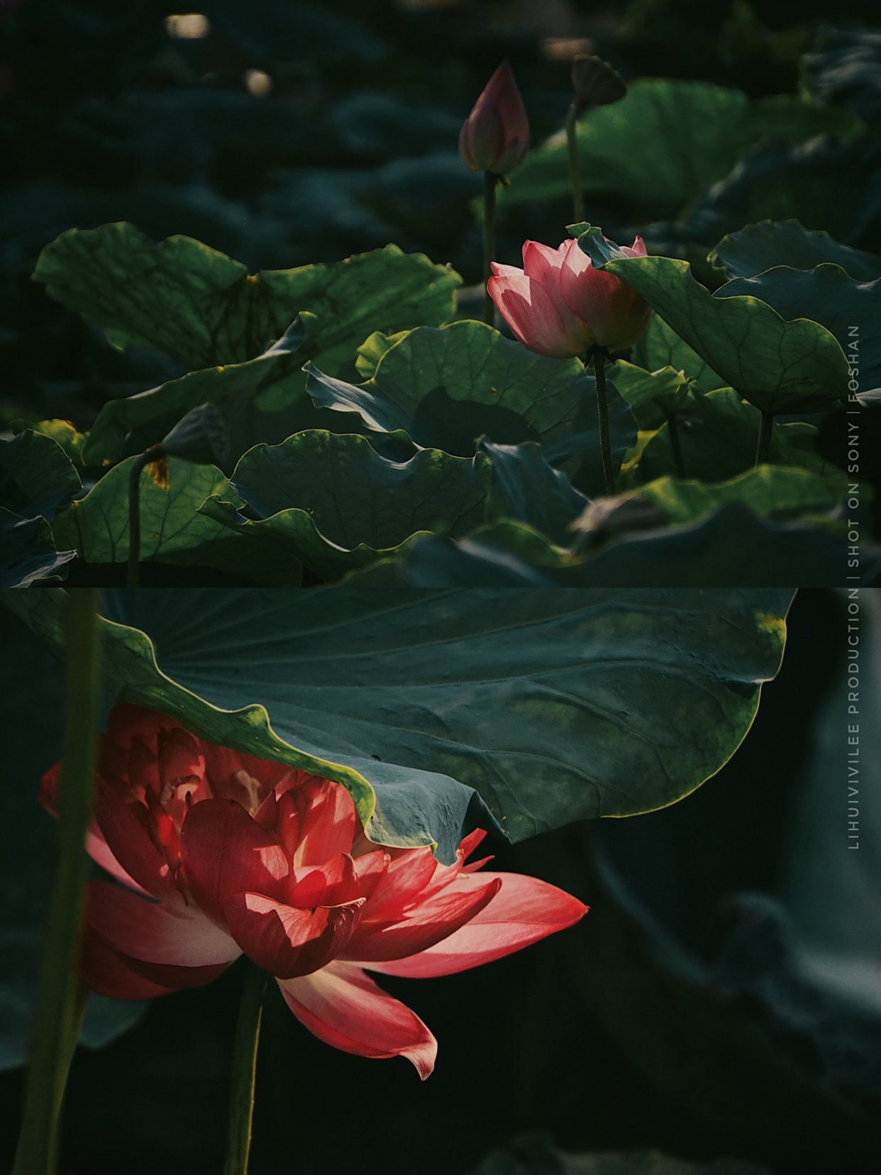 荷花世界是世界上规模最大