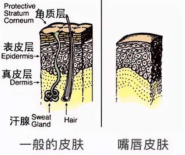 嘴唇结构图图片