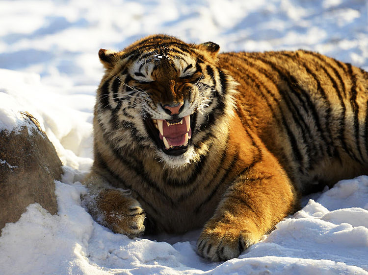 东北横道河子老虎园里有老虎,很凶哦