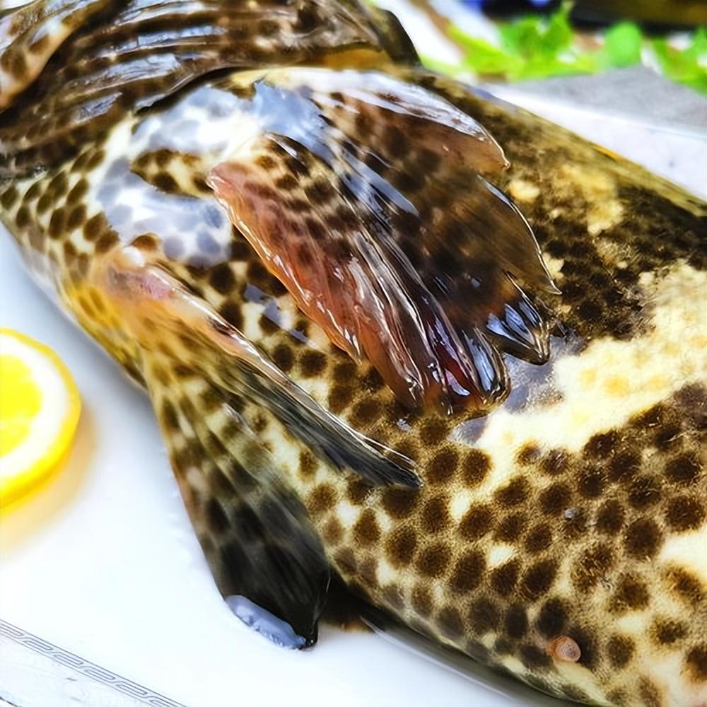 广东湛江捕获240斤石斑鱼卖20000多块这鱼你吃过吗