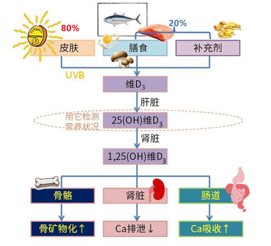 维生素d和钙维生素d低到底要不要补钙