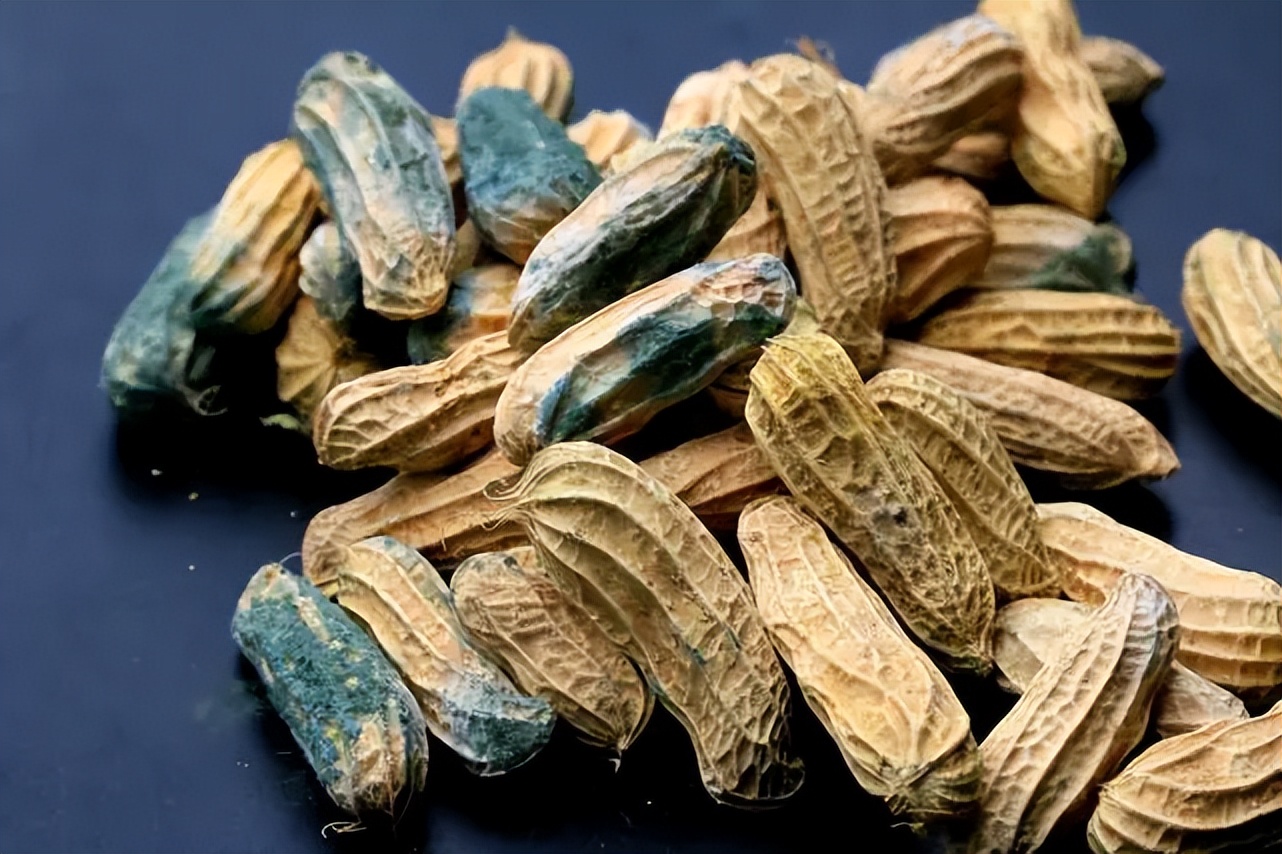 吃了发霉食物导致器官衰竭,黄曲霉素和米酵菌酸,危害如此之大?