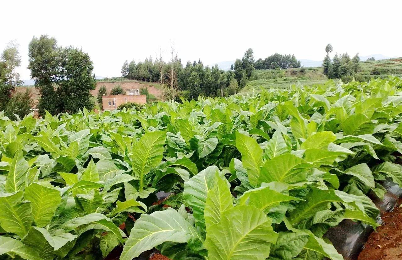 烟草公司连亏3年,不那么赚钱了?