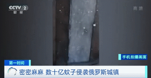 推荐数十亿只蚊子侵袭这座城！网友随手一抹，手上满是蚊子尸体……