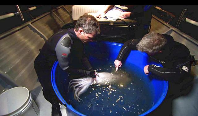 深海巨型鱿鱼突然大举入侵北美,鲑鱼神秘失踪引起科学家介入调查