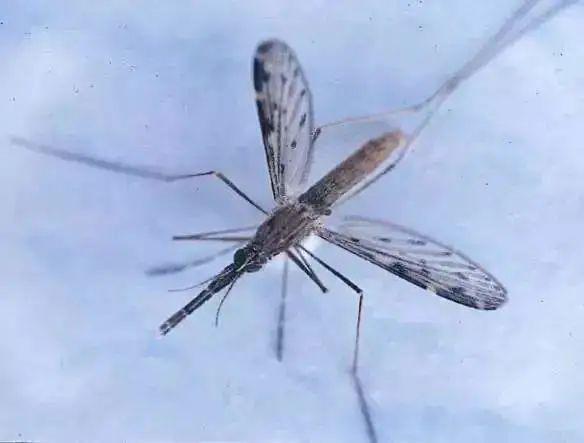 传播流行性乙/型/脑//炎/的媒介便是库蚊.