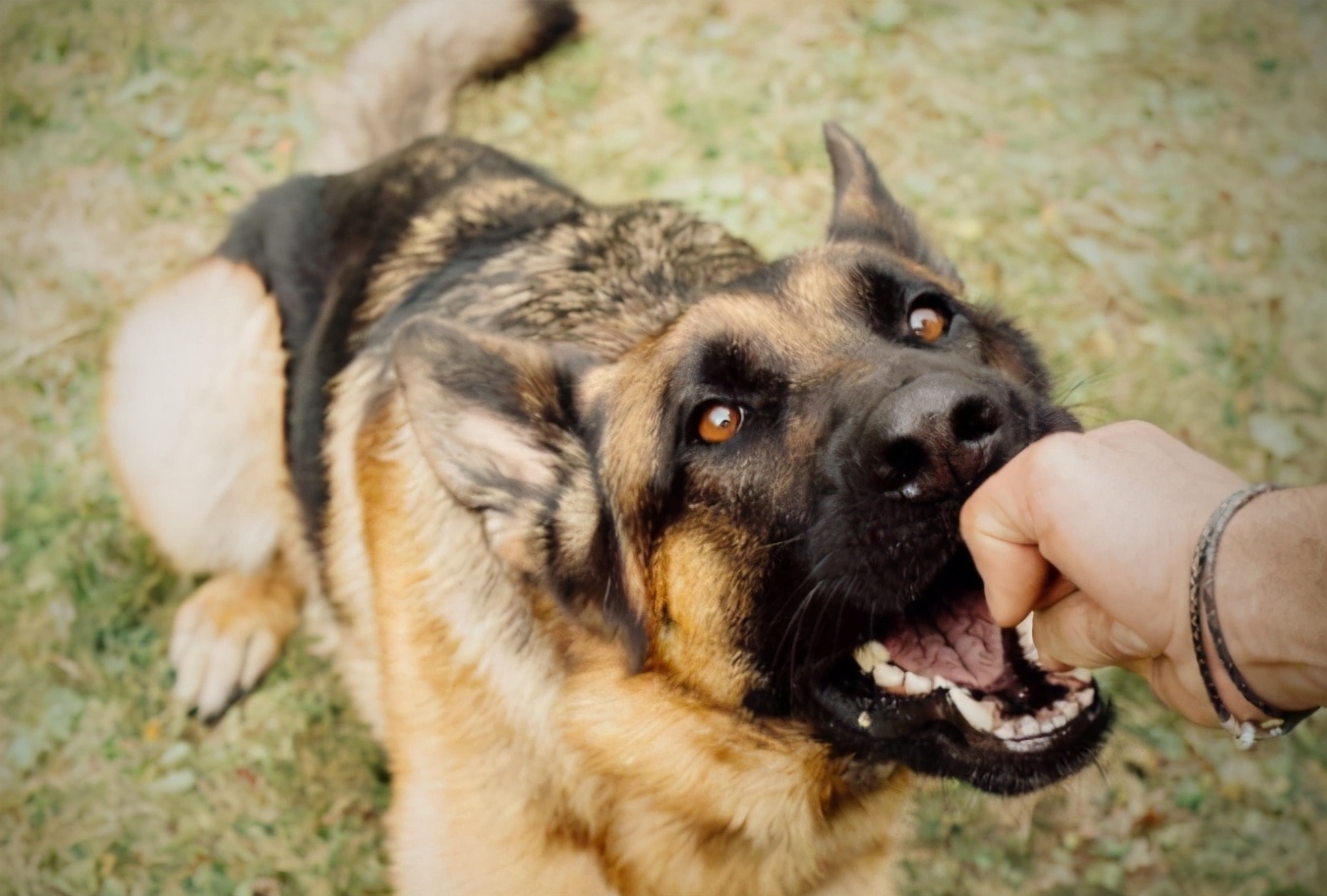 狗狗为何爱咬主人的手?其实它想告诉你这几件事