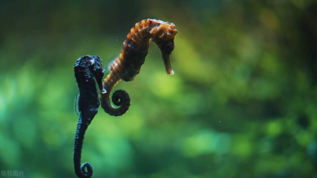 雌雄同体的海洋生物:海马
