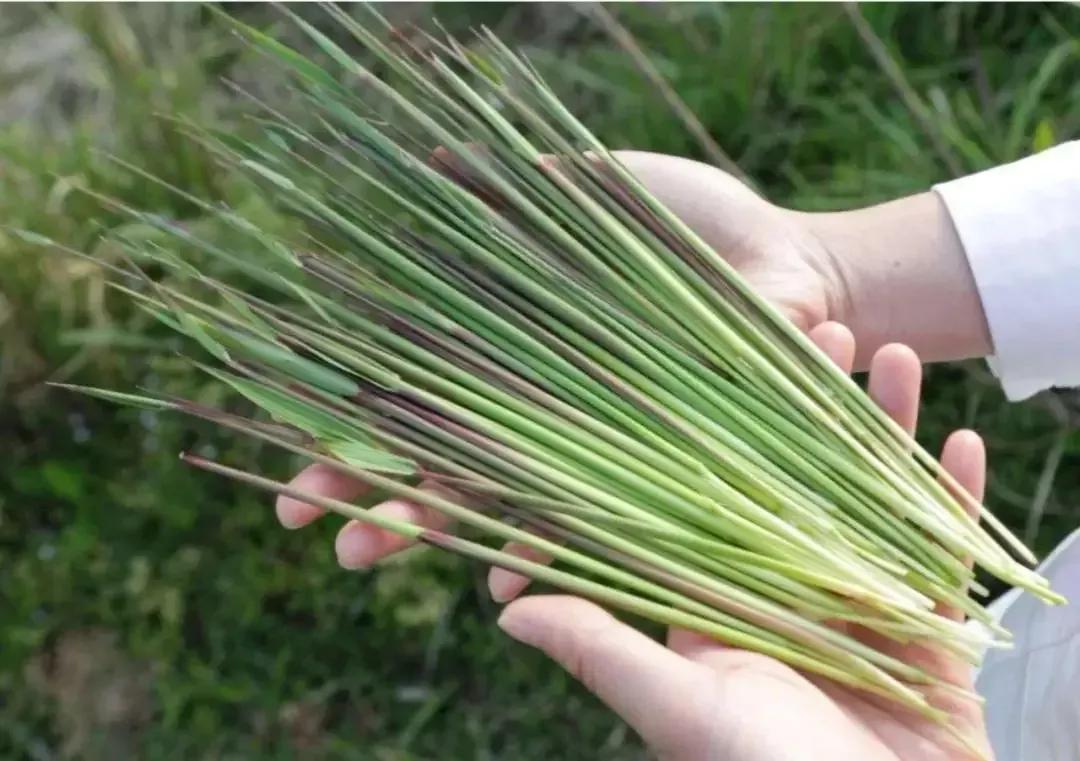 80,90后的小伙伴,认识这种野草吗?河北山东叫谷荻,您家乡有吗
