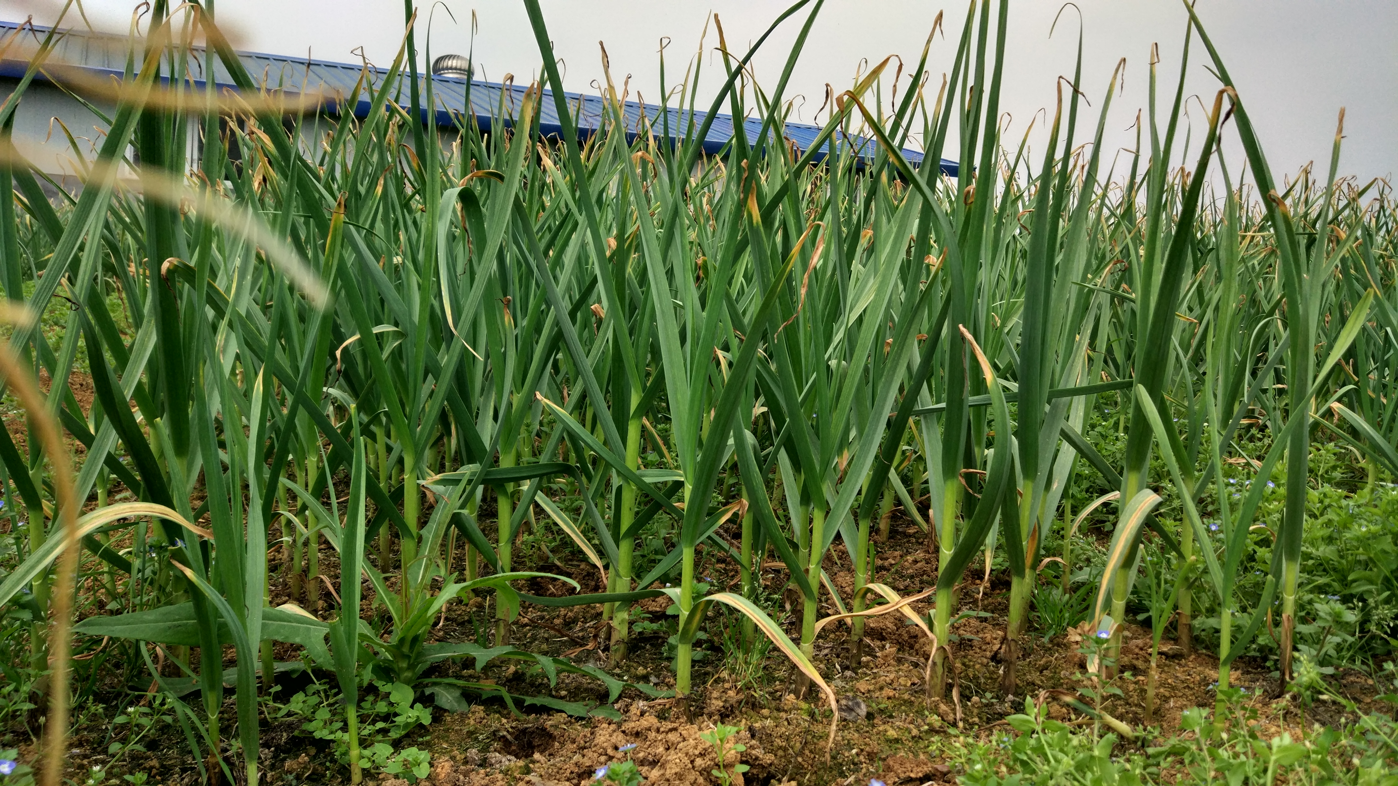 适合冬天种的蔬菜