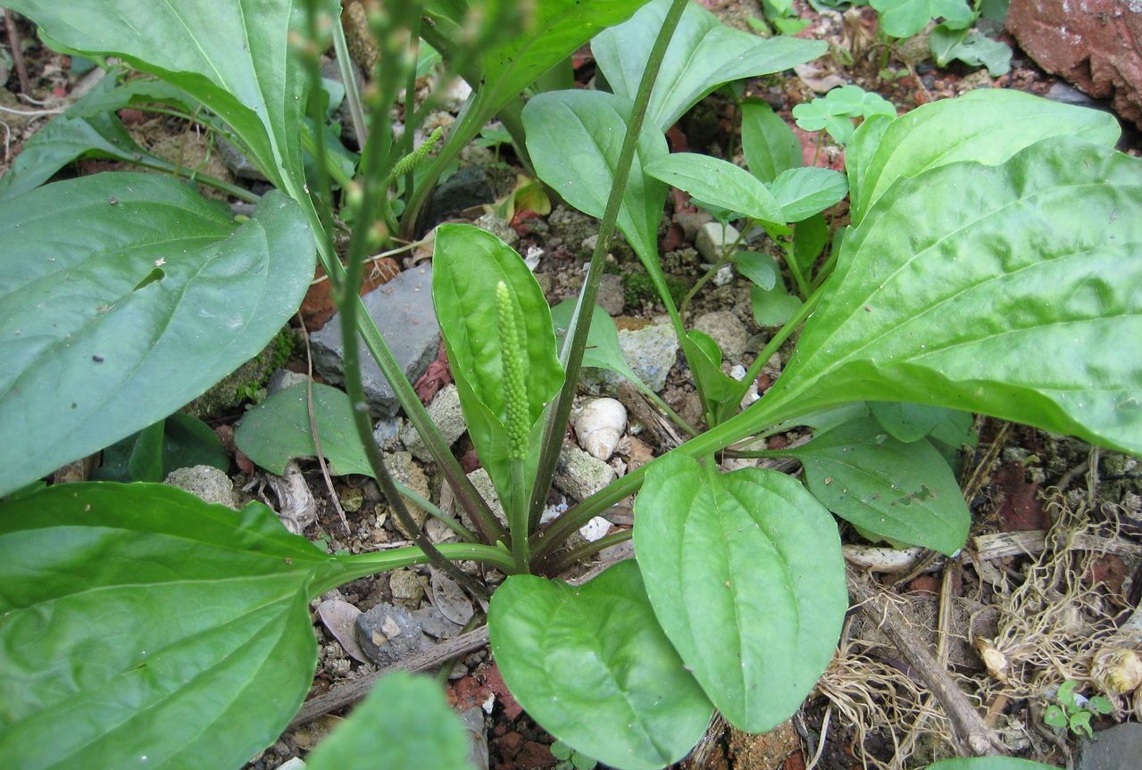 菜园常见车前草,有小便不利,喉咙不舒服的朋友千万不要错过了