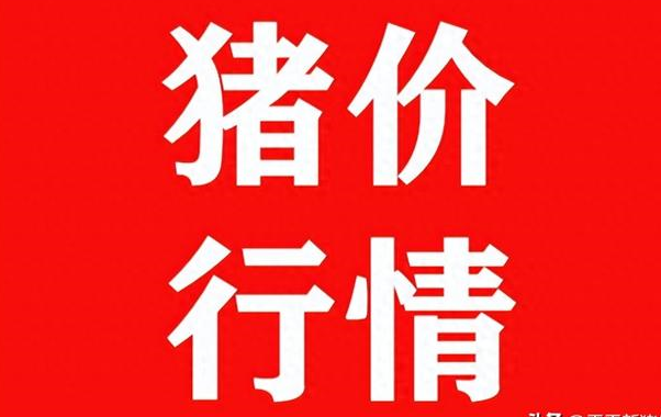 多地飘红!11.13 全国各地生猪价格!天天新猪价