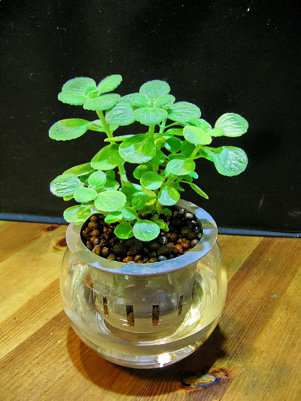 碰碰香的水培方法