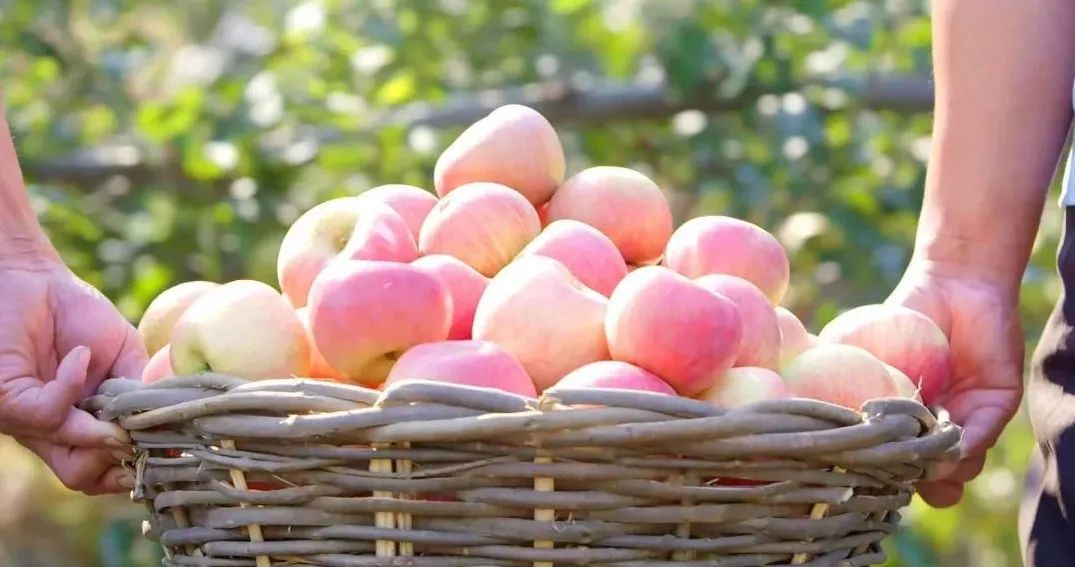 承德国光苹果,酸甜有度!