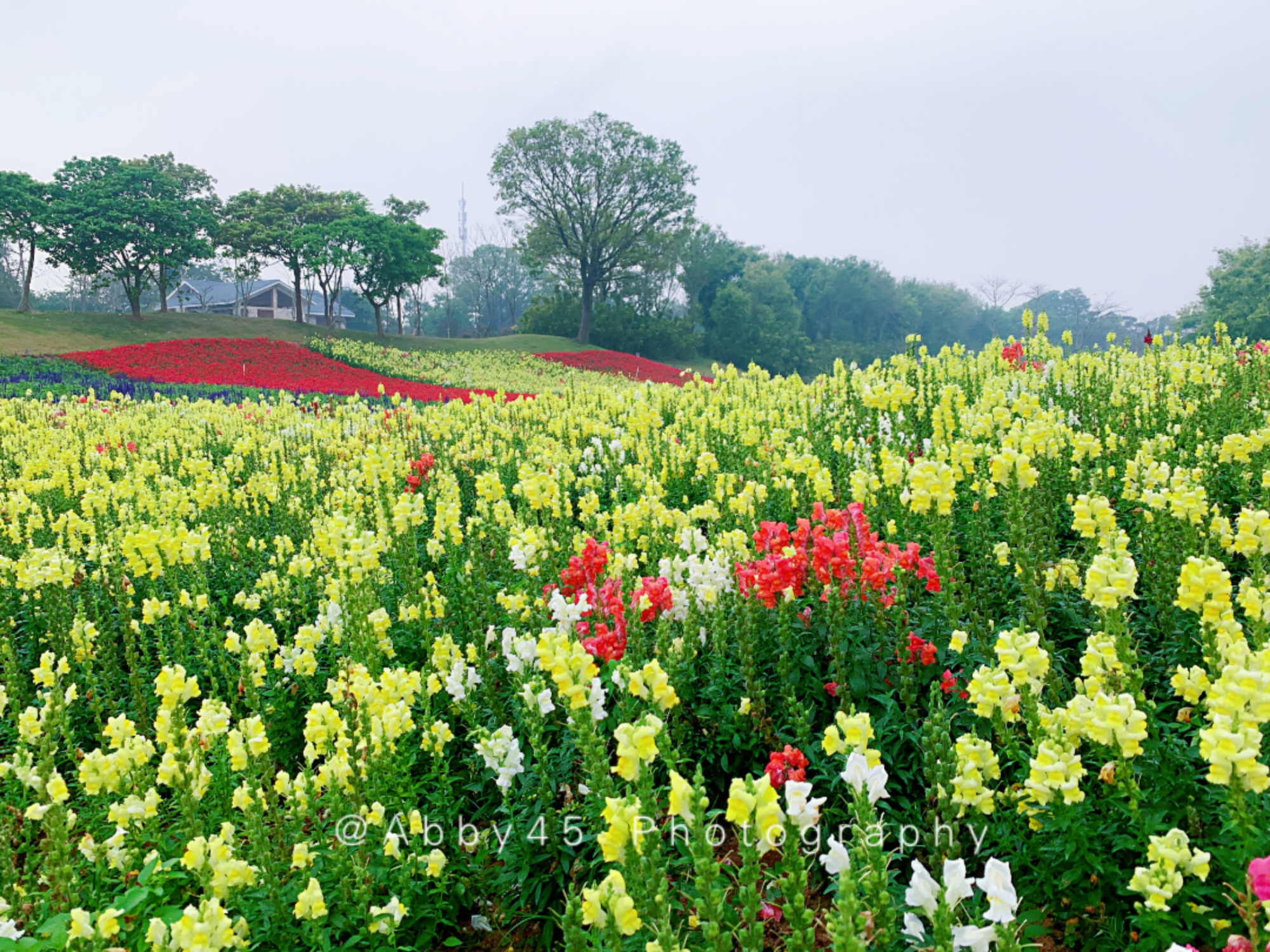 春暖花开,厦门十大赏花地百花争艳春意盎然,最新实用攻略请收好