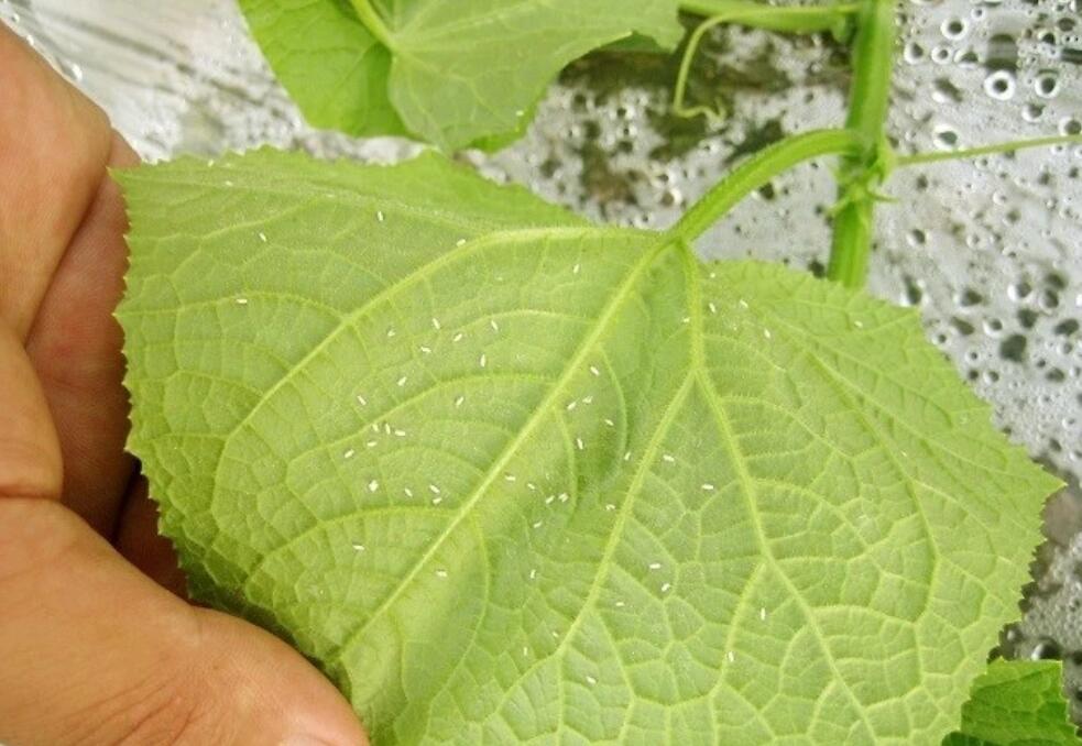 大棚白粉虱为何难防难治?原因有三种,而解决方案必须是4种