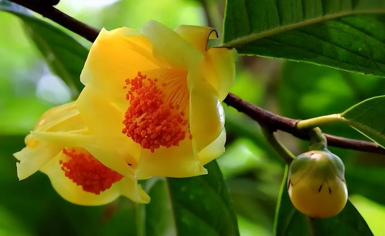 金花茶的功效和作用(广西金花茶的功效和作用) - 0415花卉网