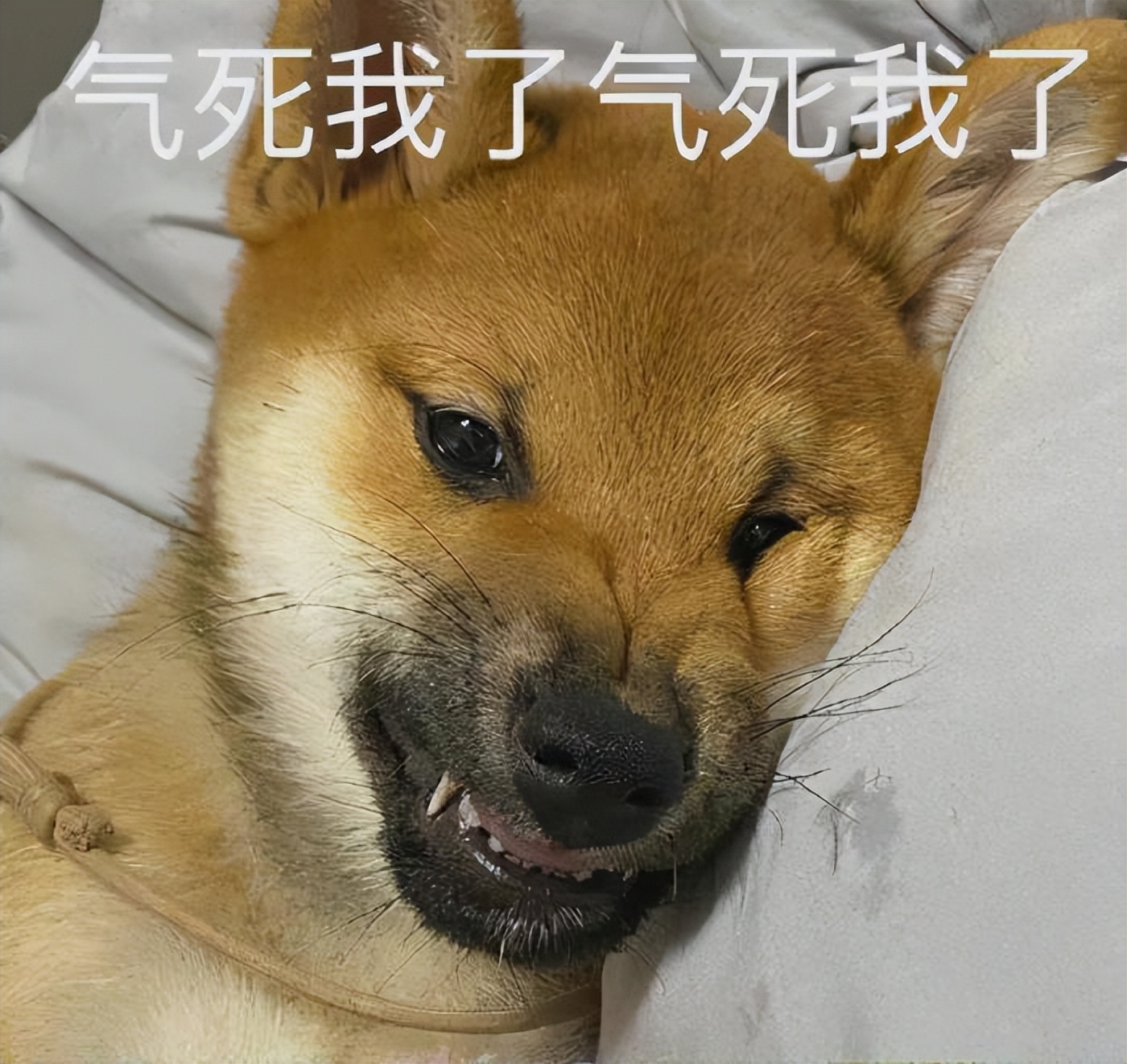 狗狗有这5个表现,就是真的生气,别不在意