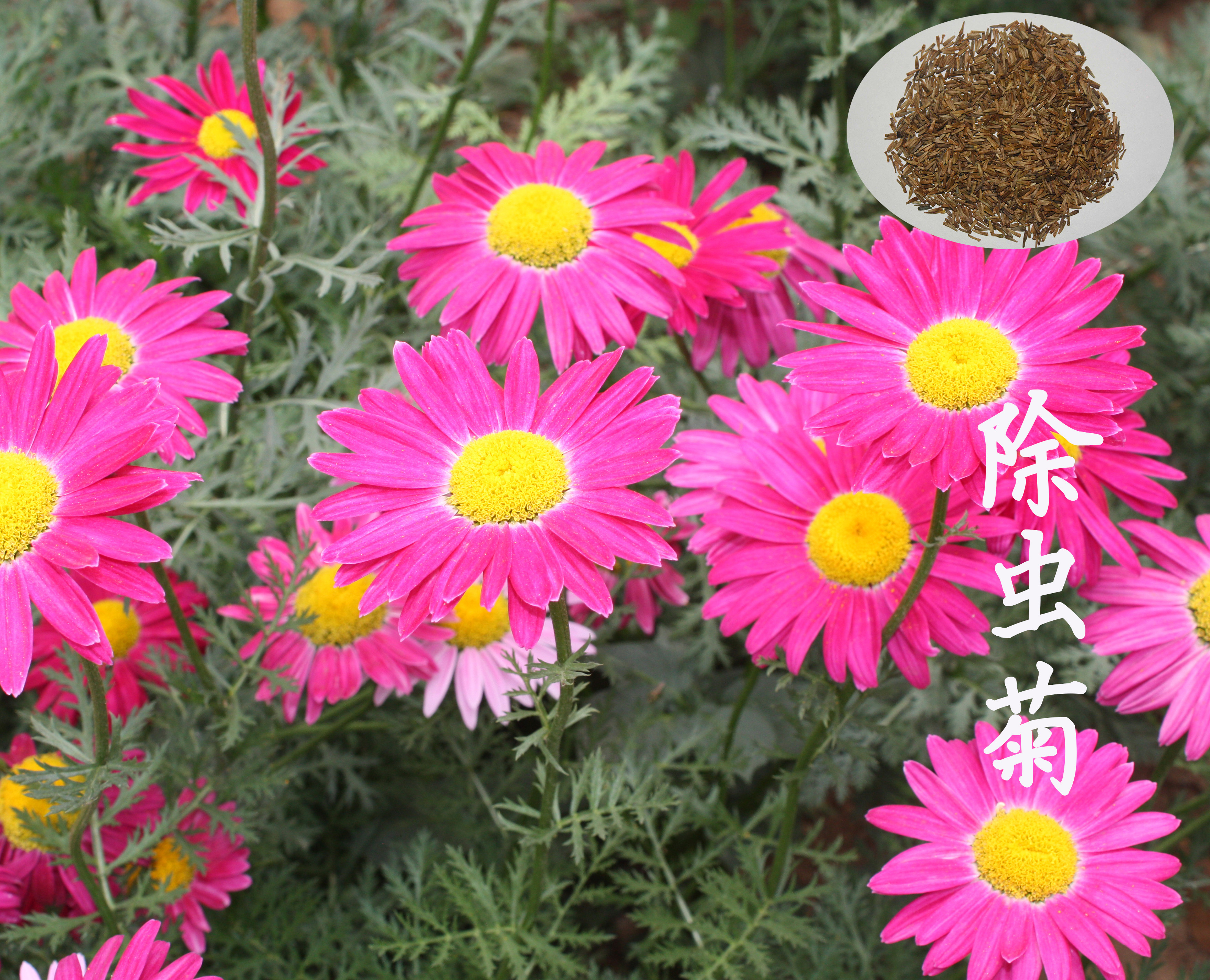 家居园艺 除虫菊