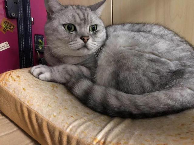 美短猫"临终前"出现现象,其实在预示你!