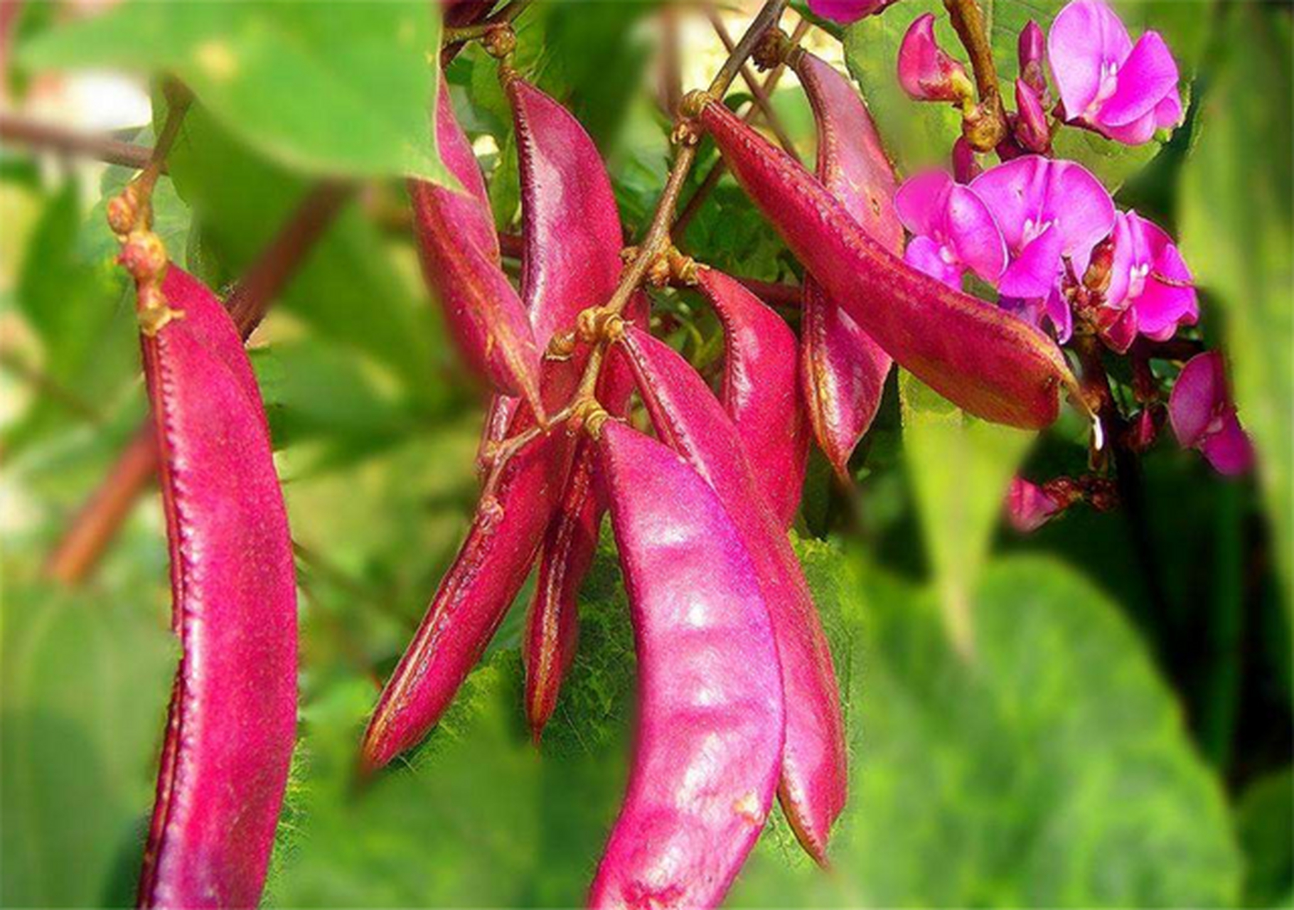 鹅眉豆因丰富的营养价值和多样化的食用方式曾广受欢迎,但随着农业