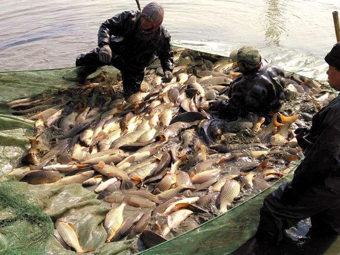 冤吗?四川一农民在自家鱼塘捕鱼,犯"非法捕捞罪"被判刑3个月