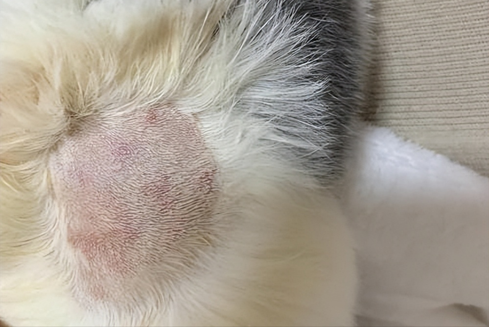 猫咪身上若出现这5个症状,或说明"螨虫成窝"!