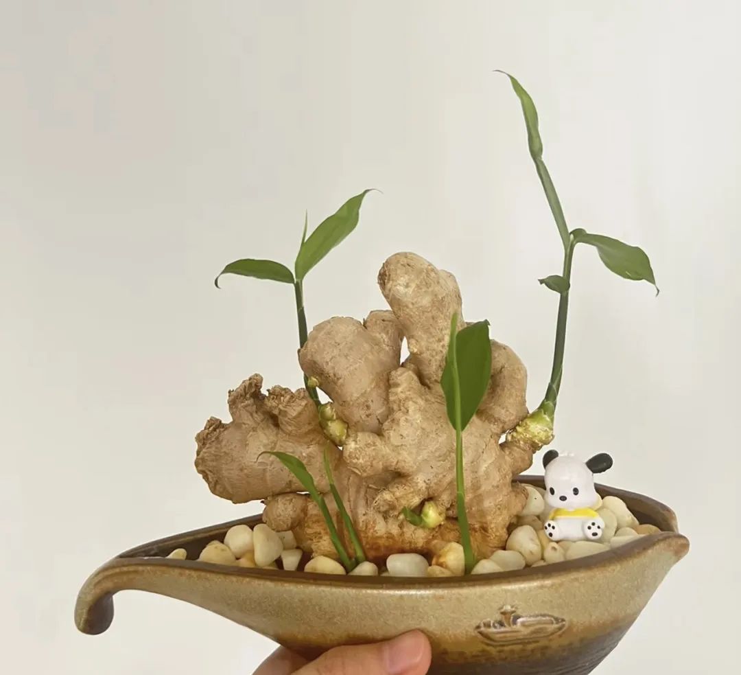 发芽生姜扔盆里,2个月收获一桶,够吃一年,省钱好看!