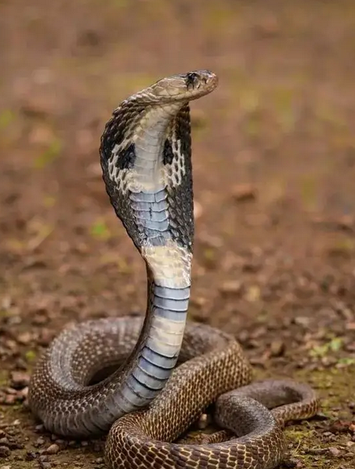 世界四大毒蛇图片