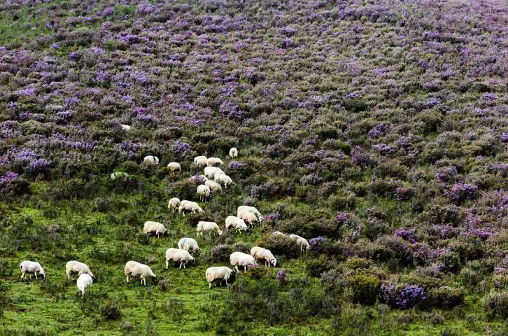 钟情家乡的香柴花 作者:王金银